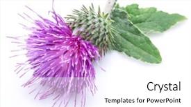  Presentation with milk thistle - Slide set featuring milk thistle silybum flower isolated background and a  colored foreground