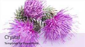  Presentation with milk thistle - Cool new PPT theme with milk thistle silybum flowers isolated backdrop and a lilac colored foreground