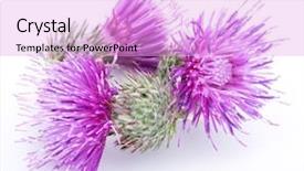  Presentation with milk thistle - Colorful PPT theme enhanced with milk thistle silybum flowers isolated backdrop and a  colored foreground