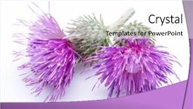  Presentation with milk thistle - Beautiful PPT theme featuring milk thistle silybum flowers isolated backdrop and a white colored foreground