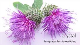  Presentation with milk thistle - Beautiful slide set featuring milk thistle silybum flowers isolated backdrop and a lilac colored foreground