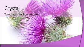  Presentation with milk thistle - PPT theme consisting of milk thistle silybum flowers isolated background and a lavender colored foreground