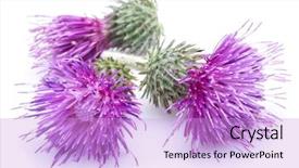  Presentation with milk thistle - Presentation theme enhanced with milk thistle silybum flowers isolated background and a lilac colored foreground