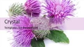  Presentation with milk thistle - Beautiful presentation featuring milk thistle silybum flowers isolated backdrop and a lilac colored foreground