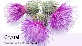  Presentation with milk thistle - Presentation enhanced with milk thistle silybum flowers isolated background and a lavender colored foreground