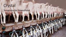  Presentation with farm equipment - Cool new slides with goats eating at a milk backdrop and a coral colored foreground