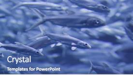  Presentation with tank - PPT theme enhanced with milkfish swim in tank background and a ocean colored foreground
