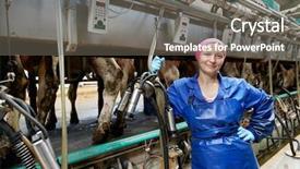  Presentation with dairy cow - Cool new theme with milking system industry cow farm backdrop and a gray colored foreground