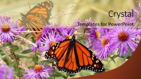  Presentation with butterflies - Presentation with milkweed - beautiful monarch butterflies in garden background and a yellow colored foreground