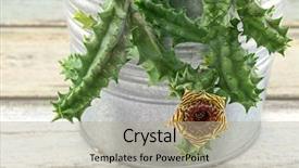  Presentation with cactus - Slides enhanced with milkweed - closeup of cactus flower background and a  colored foreground