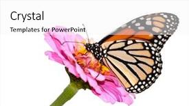  Presentation with monarch butterfly - Cool new PPT theme with milkweed - danaus plexippus monarch butterfly backdrop and a white colored foreground