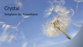  Presentation with sky blue - Theme consisting of milkweed - dandelion against blue sky background and a teal colored foreground