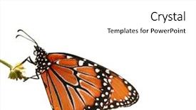  Presentation with butterfly - Presentation theme with milkweed - isolated butterfly background and a white colored foreground
