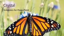  Presentation with monarch butterfly - PPT theme with milkweed - monarch butterfly on blue cornflower background and a soft green colored foreground