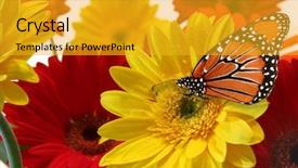  Presentation with butterfly - Cool new theme with milkweed butterfly and spring flowers backdrop and a gold colored foreground