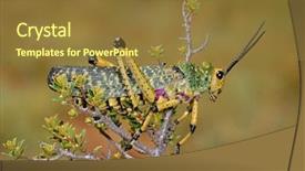  Presentation with locust - Theme enhanced with poisonous plants - milkweed locust phymateus spp background and a tawny brown colored foreground