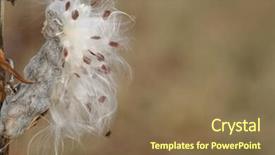  Presentation with soybean seed soy field seeding - Colorful slide deck enhanced with milkweed seed pod freshly opened backdrop and a  colored foreground