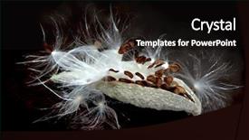  Presentation with black seed - Beautiful presentation featuring milkweed seed pod releasing backdrop and a black colored foreground