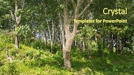  Presentation with rubber tree - Colorful PPT theme enhanced with milky latex extracted from rubber backdrop and a tawny brown colored foreground
