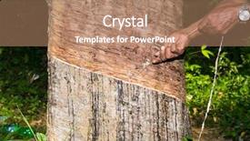  Presentation with rubber tree - PPT theme featuring milky latex extracted from rubber background and a coral colored foreground