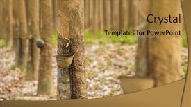  Presentation with rubber tree - Cool new PPT theme with milky latex extracted from rubber backdrop and a gold colored foreground