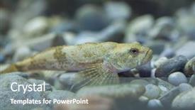  Presentation with bullhead - Cool new PPT theme with miller - european bullhead cottus gobio wildlife backdrop and a gray colored foreground