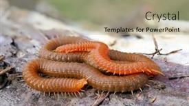 Presentation with romania - Beautiful theme featuring millipedes-in-natural-habitat-dobrogea backdrop and a mint green colored foreground