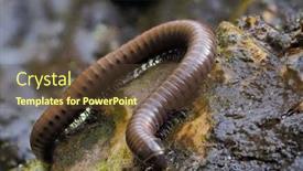  Presentation with romania - Presentation design consisting of millipedes-in-natural-habitat-dobrogea background and a tawny brown colored foreground