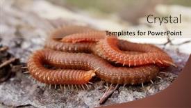  Presentation with natural - Beautiful slide deck featuring millipedes-in-natural-habitat-dobrogea backdrop and a coral colored foreground
