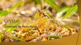  Presentation with capable - PPT layouts with mimic-octopus-crawls-through background and a yellow colored foreground