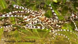  Presentation with capable - Slide deck featuring mimic-octopus-crawls-through background and a gold colored foreground
