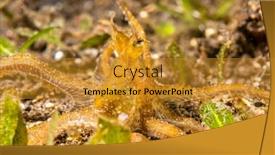  Presentation with capable - Slide deck with mimic-octopus-crawls-through background and a gold colored foreground