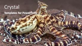  Presentation with capable - Cool new PPT layouts with mimic-octopus-crawls-through backdrop and a dark gray colored foreground