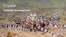  Presentation with capable - Slide deck enhanced with mimic-octopus-crawls-through background and a gray colored foreground