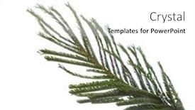  Presentation with isolated fall oak leaf - Slide deck enhanced with mimosa-leaf-isolated-on-white background and a white colored foreground