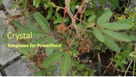  Presentation with road - Slide set enhanced with mimosa-pudica-at-road-side background and a tawny brown colored foreground