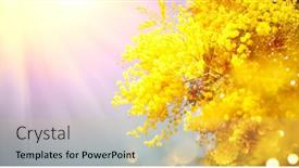  Presentation with spring tree - Slide set consisting of mimosa-spring-flowers-easter-background background and a yellow colored foreground