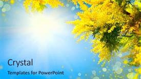  Presentation with flower border - Presentation design enhanced with mimosa spring flowers easter background background and a light blue colored foreground