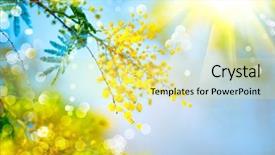  Presentation with border flower - PPT theme with mimosa spring flowers easter background background and a blonde colored foreground