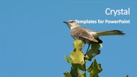  Presentation with oak tree - Slide deck having mimus polyglottos northern mockingbird perched background and a teal colored foreground