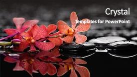  Presentation with mind body - PPT theme having mind body - branch orchid with therapy stones background and a dark gray colored foreground