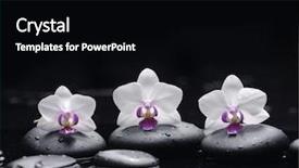  Presentation with mind body - Presentation featuring mind body - three white orchid with stones background and a black colored foreground