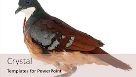  Presentation with heart - Colorful slide deck enhanced with mindanao-bleeding-heart-gallicolumba-crinigera backdrop and a coral colored foreground