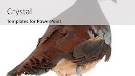  Presentation with heart chakra - Audience pleasing PPT layouts consisting of mindanao-bleeding-heart-gallicolumba-crinigera backdrop and a light gray colored foreground