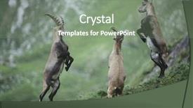  Presentation with movement - Slides featuring animal movement - rearing alpine ibexes background and a gray colored foreground