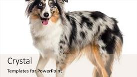  Presentation with australian - Slide deck featuring mini australian shepherd standing background and a lemonade colored foreground