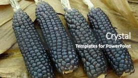  Presentation with corn - Amazing PPT theme having mini blue corn on dry backdrop and a dark gray colored foreground