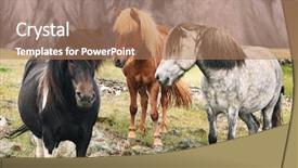  Presentation with women travel mexico - PPT theme featuring mini farm - iceland travel landscape - icelandic background and a coral colored foreground