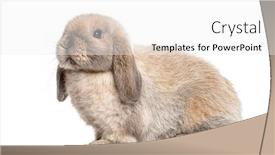  Presentation with rabbit - Cool new theme with mini-lop-rabbit-isolated backdrop and a white colored foreground