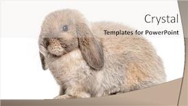  Presentation with rabbit - Presentation design enhanced with mini-lop-rabbit-isolated background and a white colored foreground